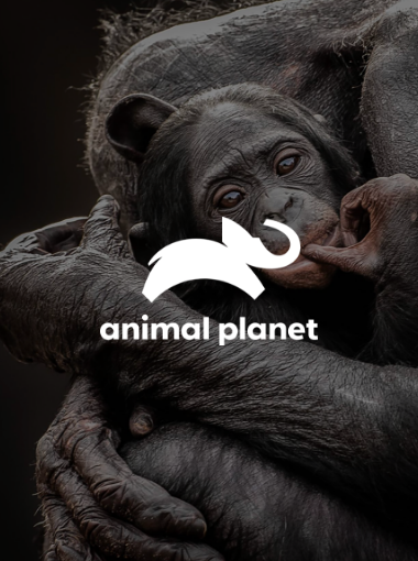 Animal Planet Arayüz Tasarımı